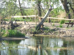 Wild mallards in the pond