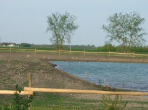 Canada Geese in the pond