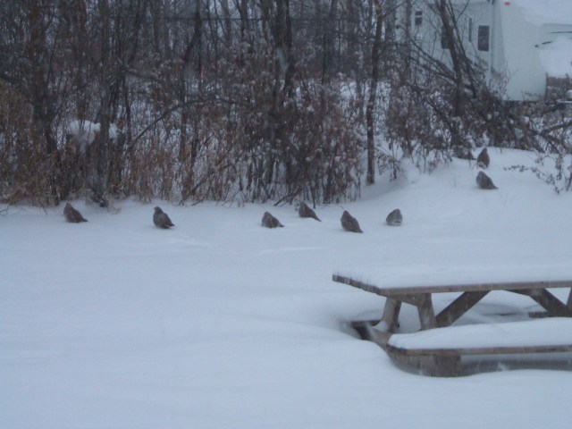 dscf1789 Partridges in the snow
