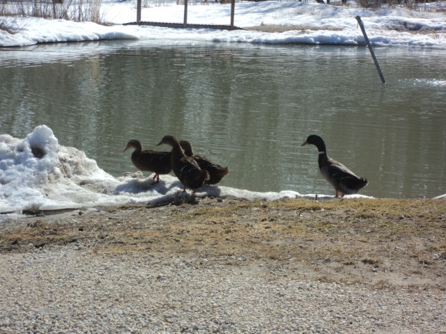Ducks in pond
