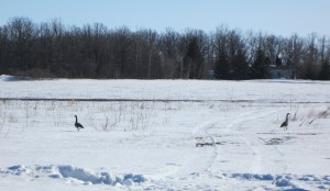 Canada Geese